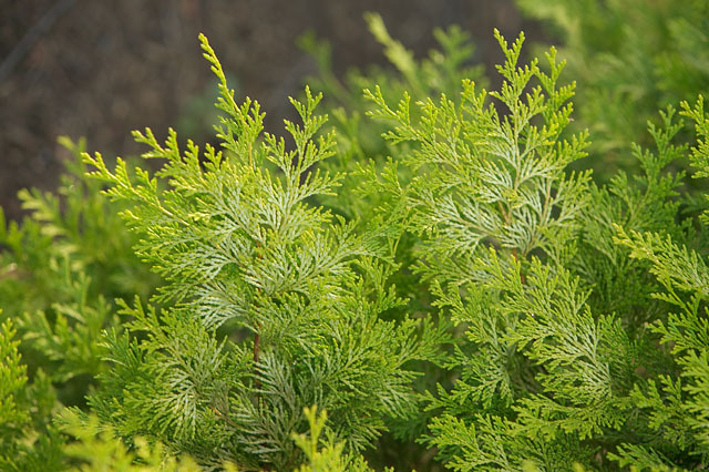 Chamaecyparis obtusa 