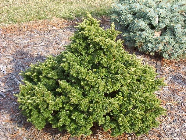 Tsuga canadensis 
