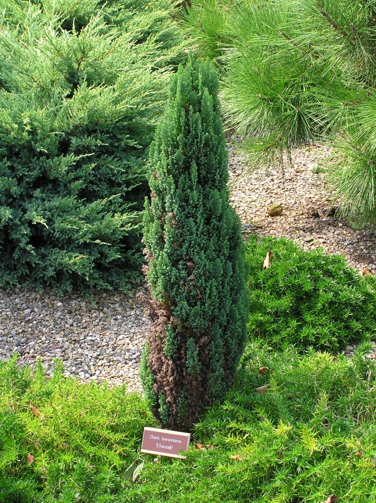 Chamaecyparis lawsoniana 