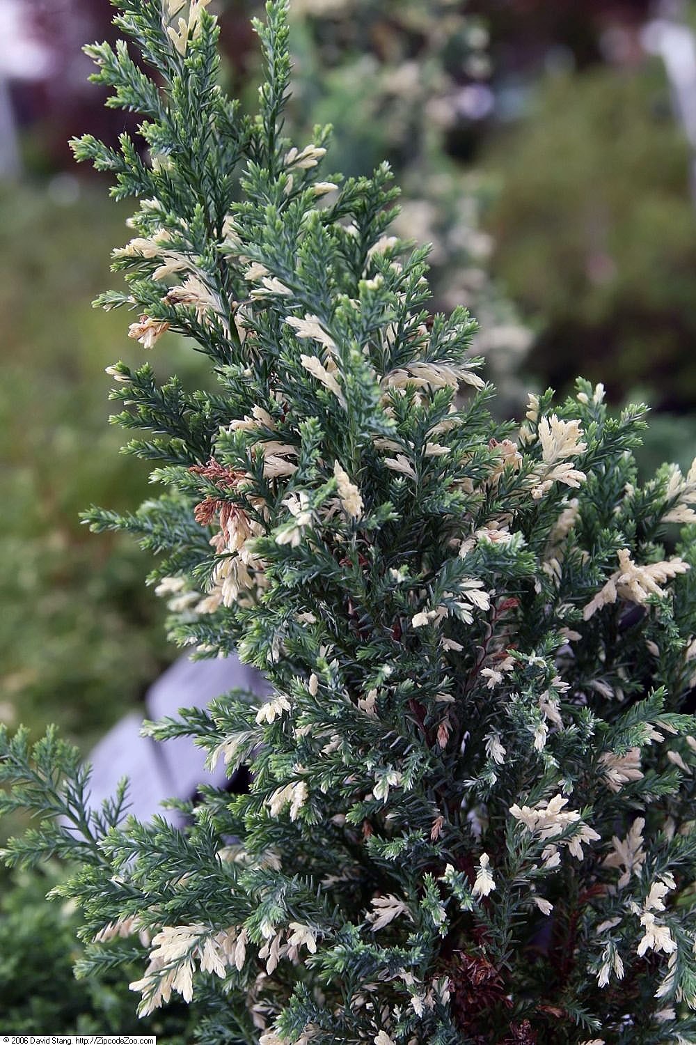 Chamaecyparis lawsoniana 