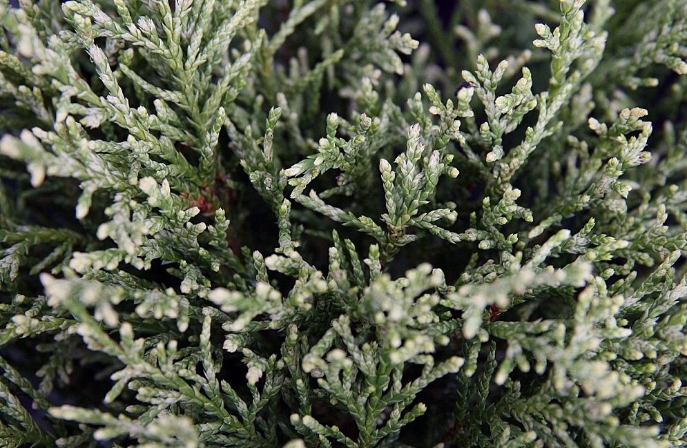 Chamaecyparis lawsoniana 