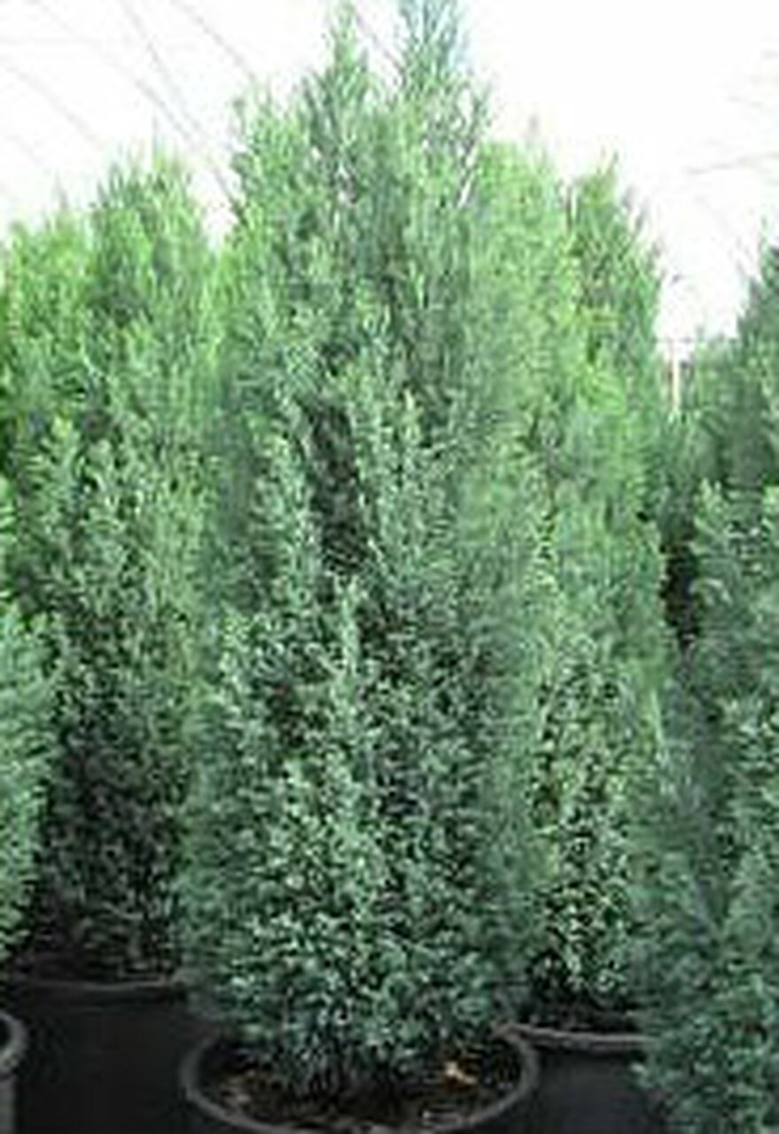 Chamaecyparis lawsoniana 