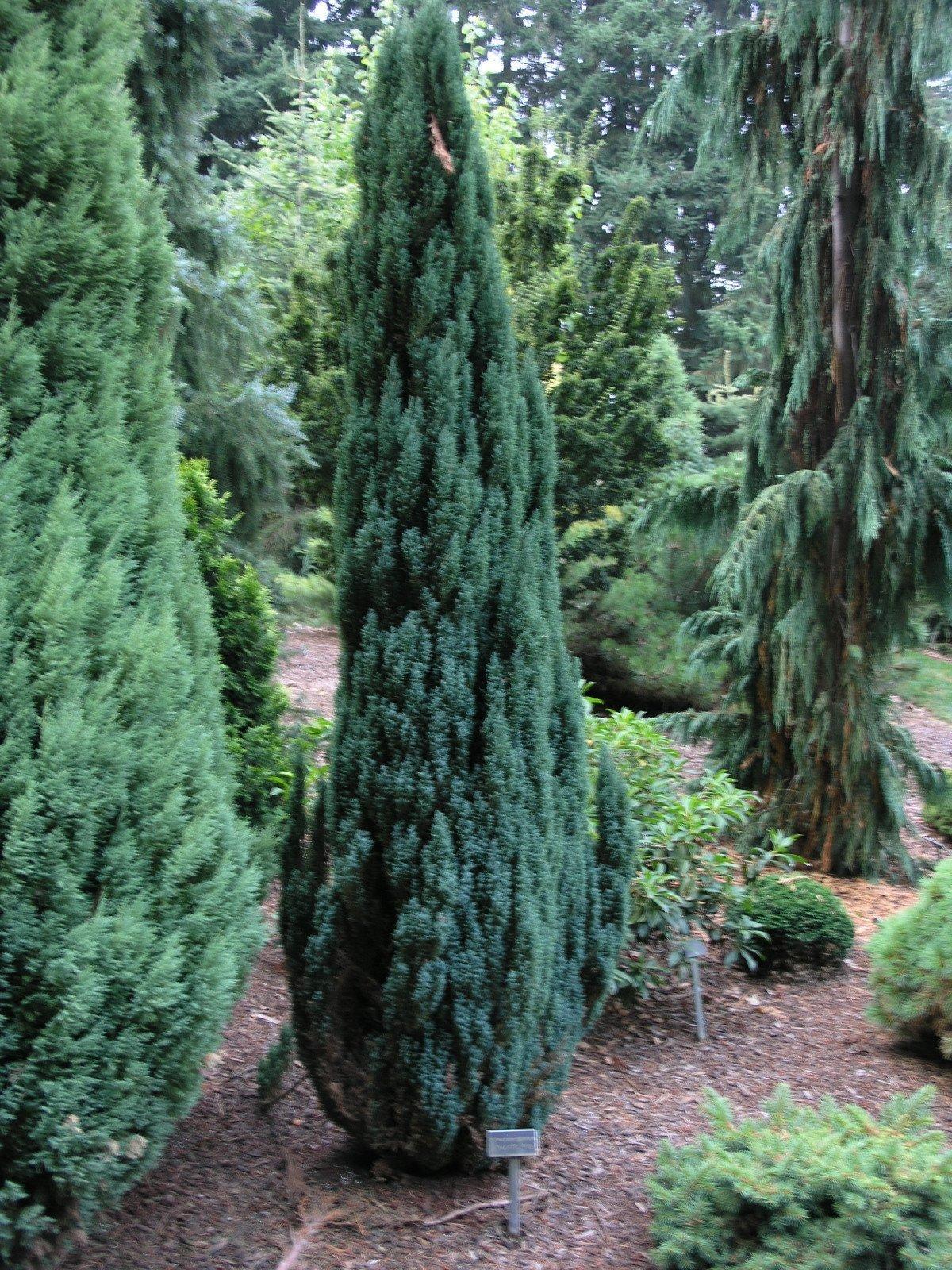 Chamaecyparis lawsoniana 
