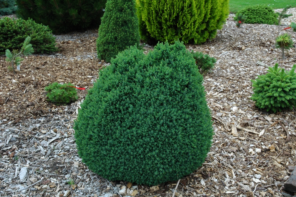 Chamaecyparis lawsoniana 