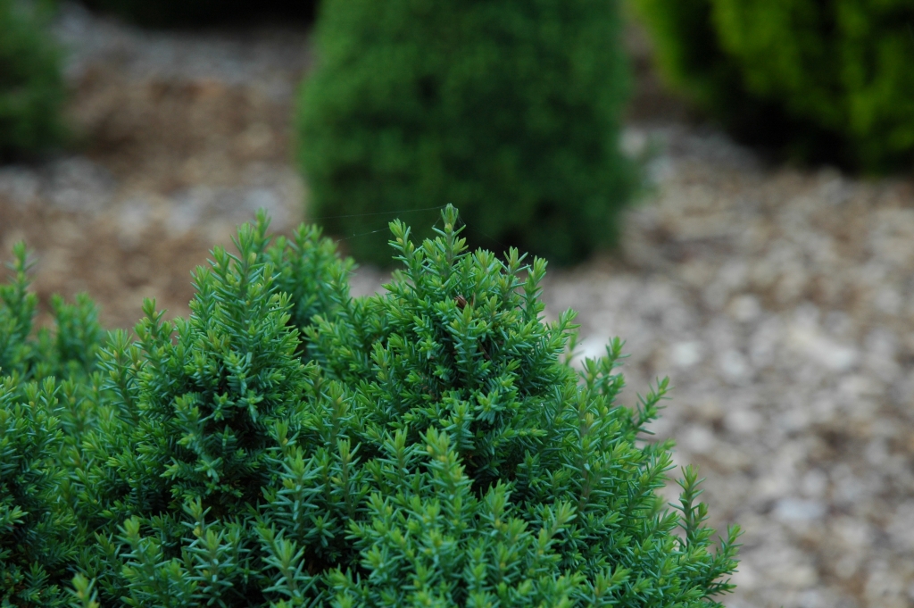 Chamaecyparis lawsoniana 