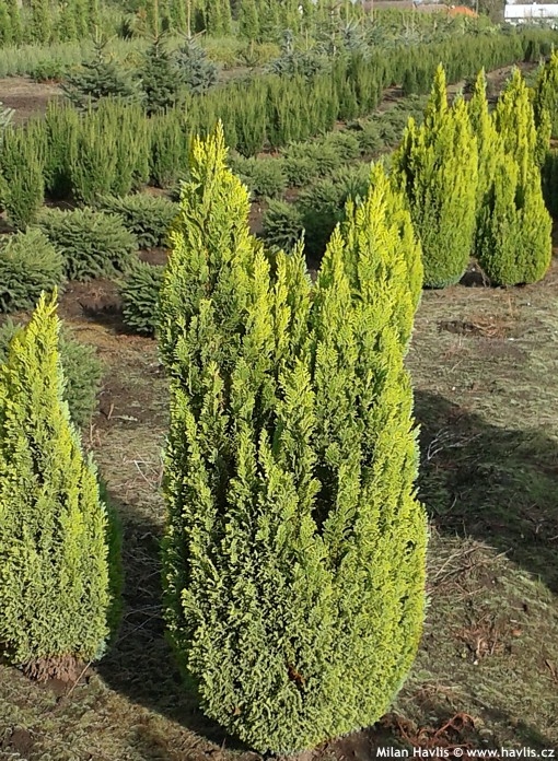 Chamaecyparis lawsoniana 