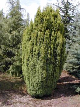 Chamaecyparis lawsoniana 