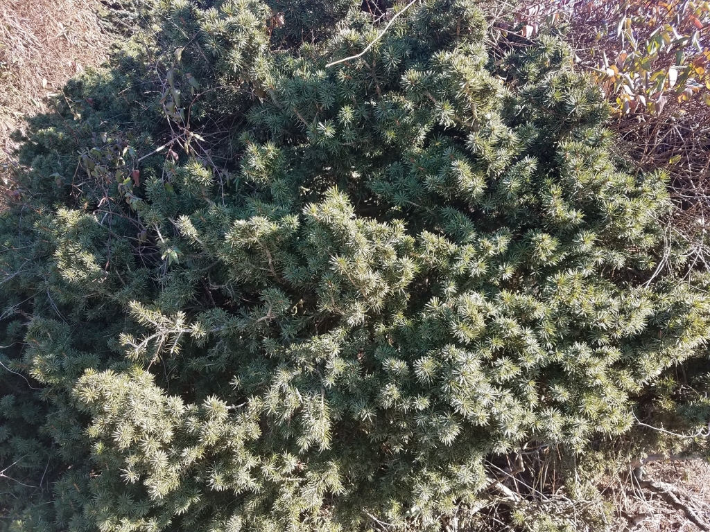 Picea abies 