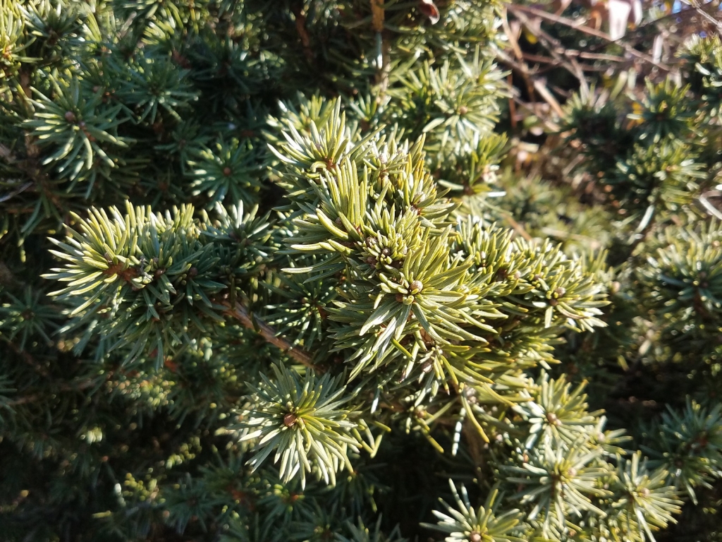 Picea abies 