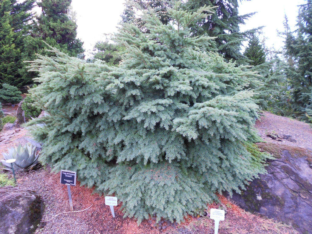 Tsuga mertensiana 