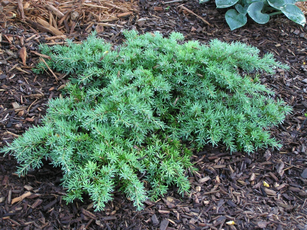 Tsuga mertensiana 