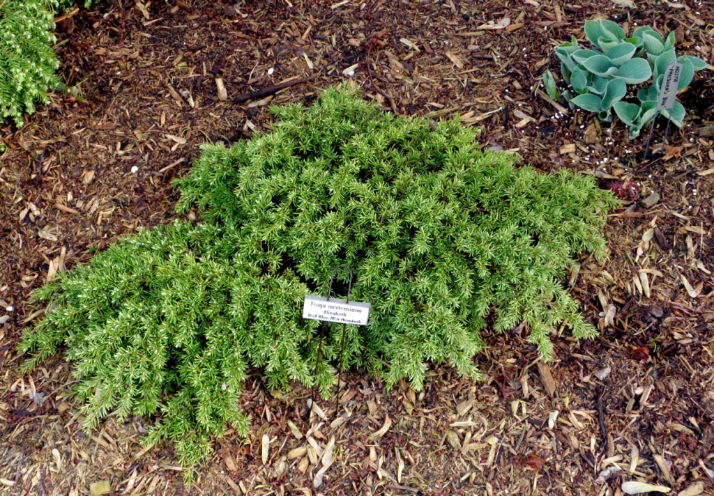 Tsuga mertensiana 