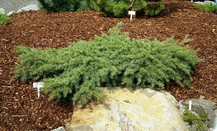Tsuga mertensiana 