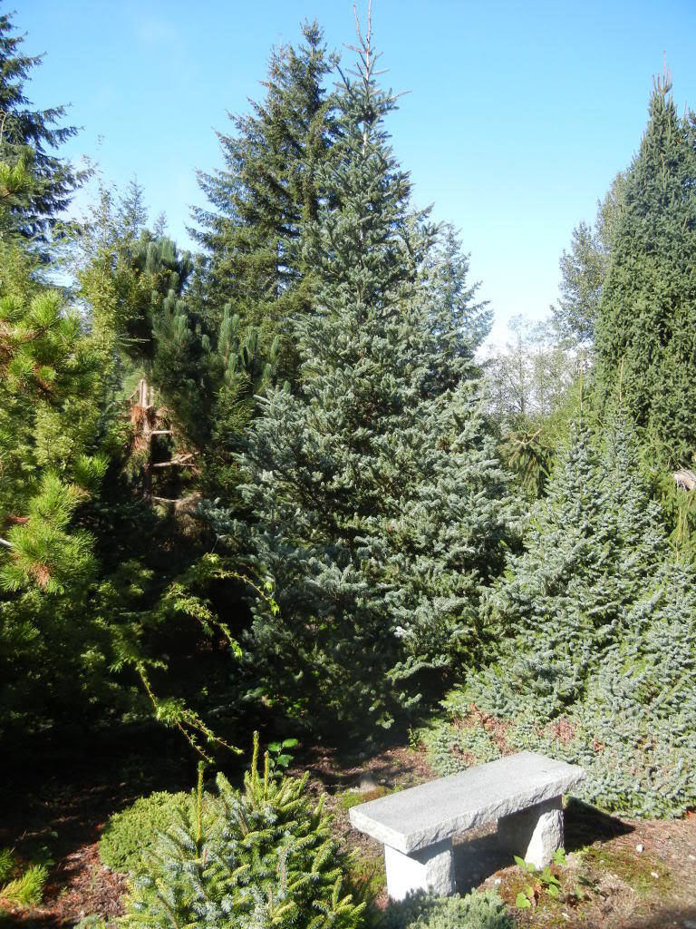 Picea omorika 