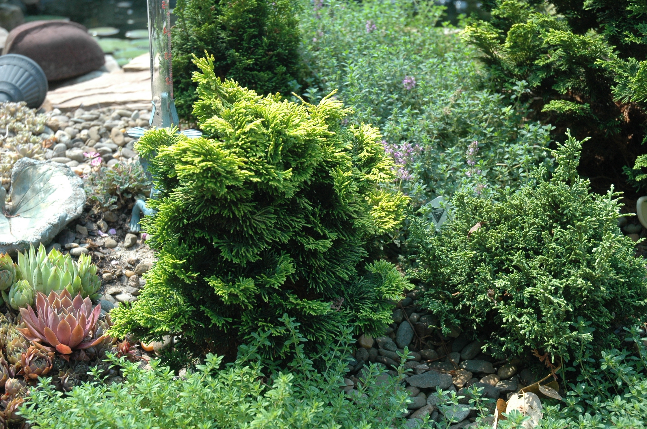 Chamaecyparis obtusa 