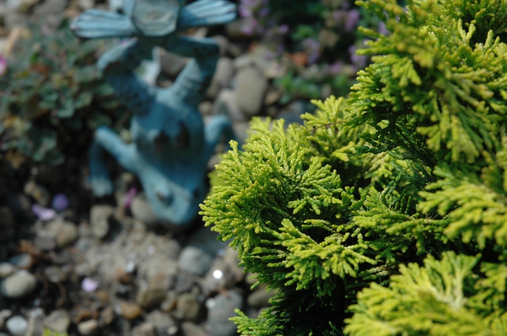 Chamaecyparis obtusa 