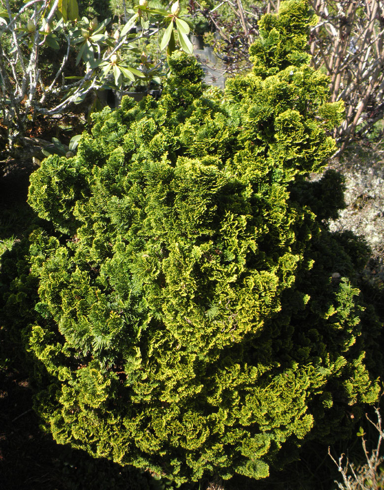 Chamaecyparis obtusa 