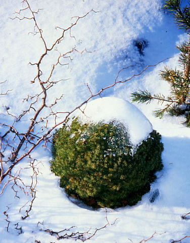 Picea glauca 
