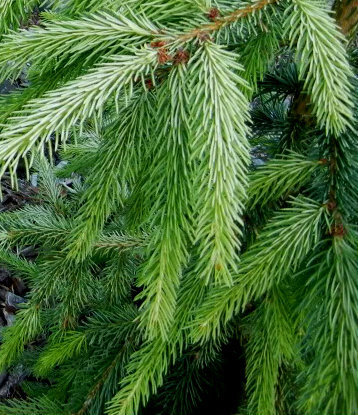 Picea abies 