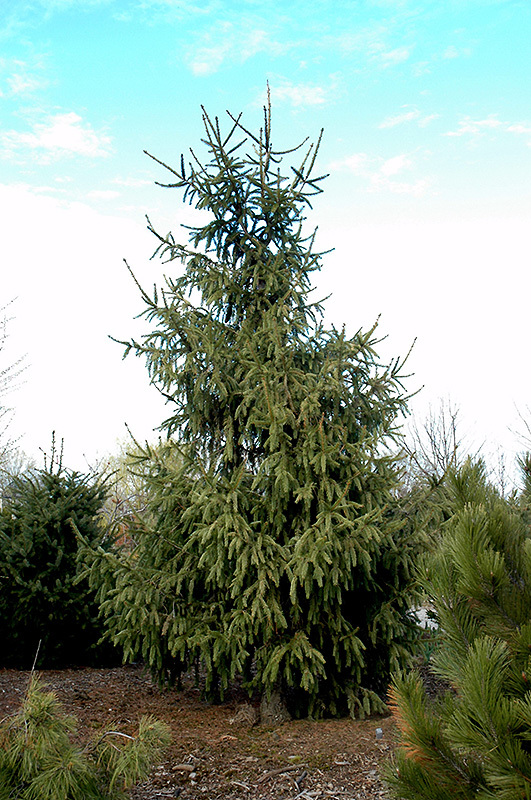Picea abies 