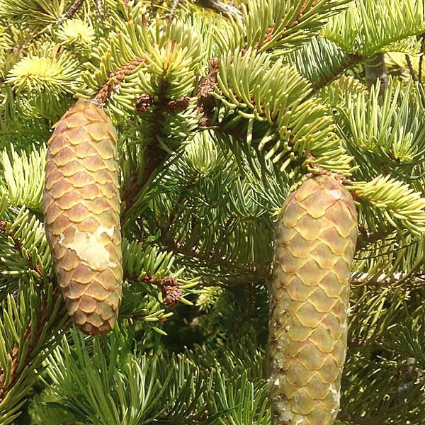 Picea abies 