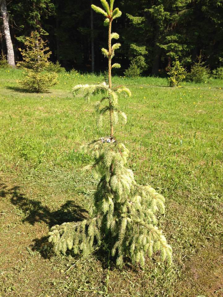 Picea abies 