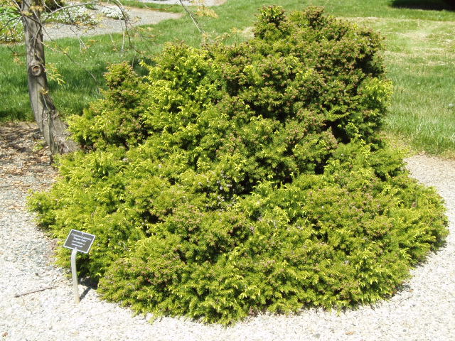 Cryptomeria japonica 