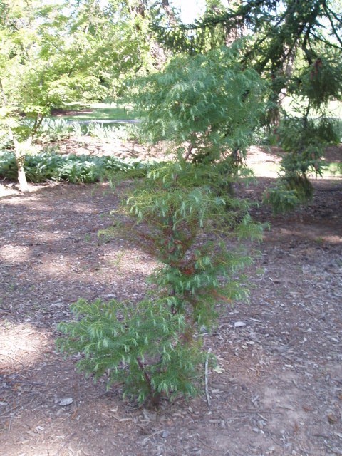 Cryptomeria japonica 