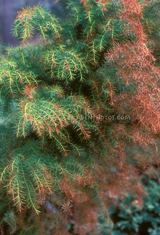 Cryptomeria japonica 