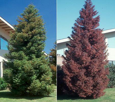 Cryptomeria japonica 