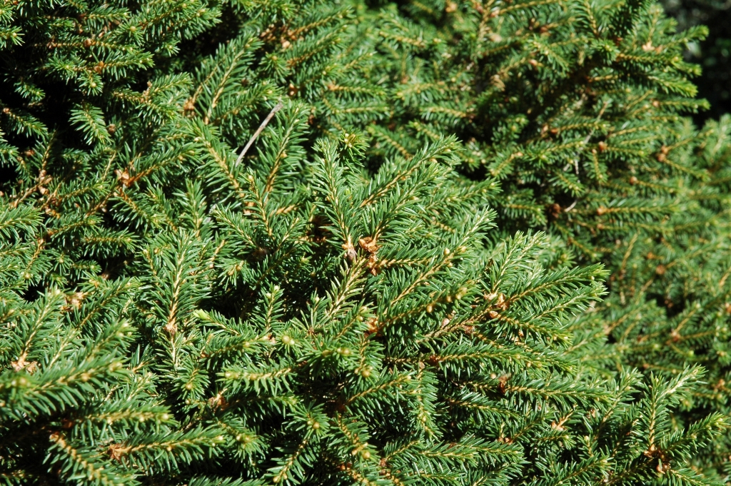 Picea abies 