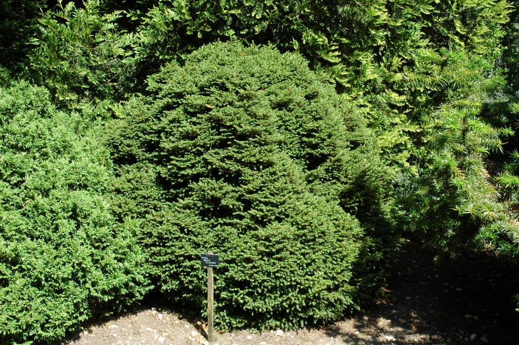 Picea abies 