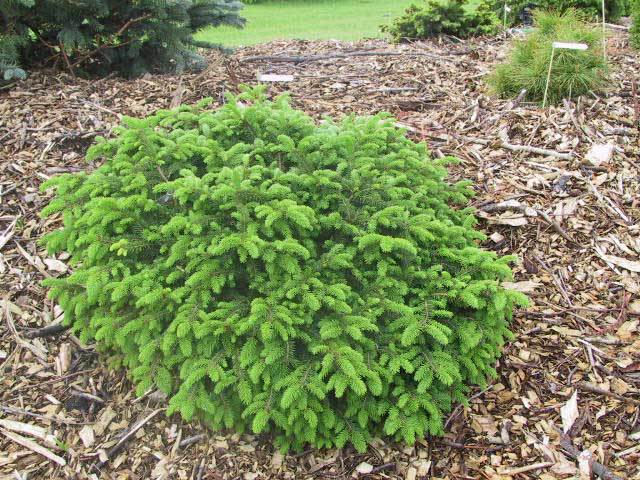 Picea abies 