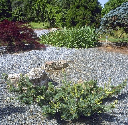 Pinus parviflora 