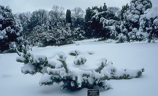 Pinus parviflora 