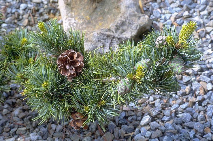 Pinus parviflora 