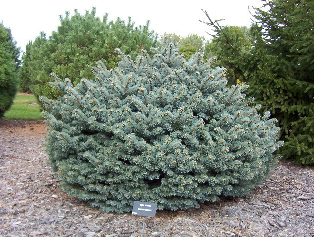 Picea pungens 