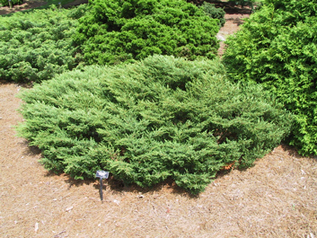 Juniperus communis 