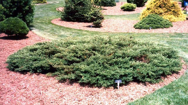 Juniperus communis 