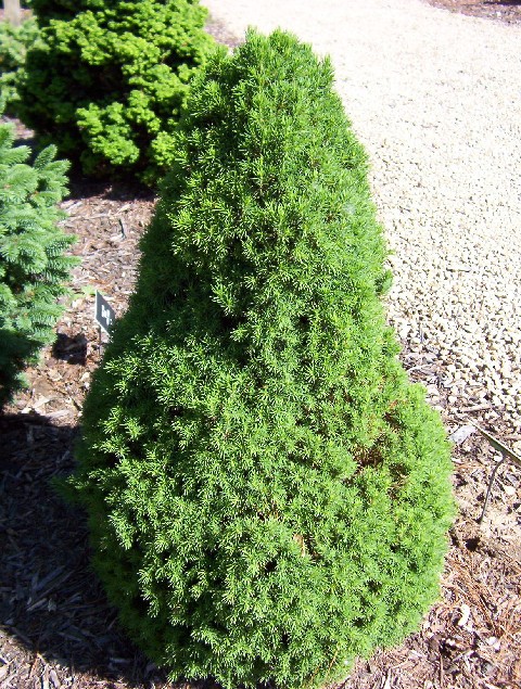 Picea glauca 
