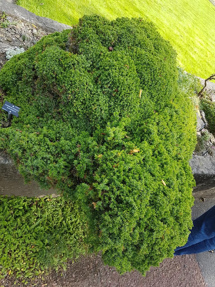 Juniperus chinensis 