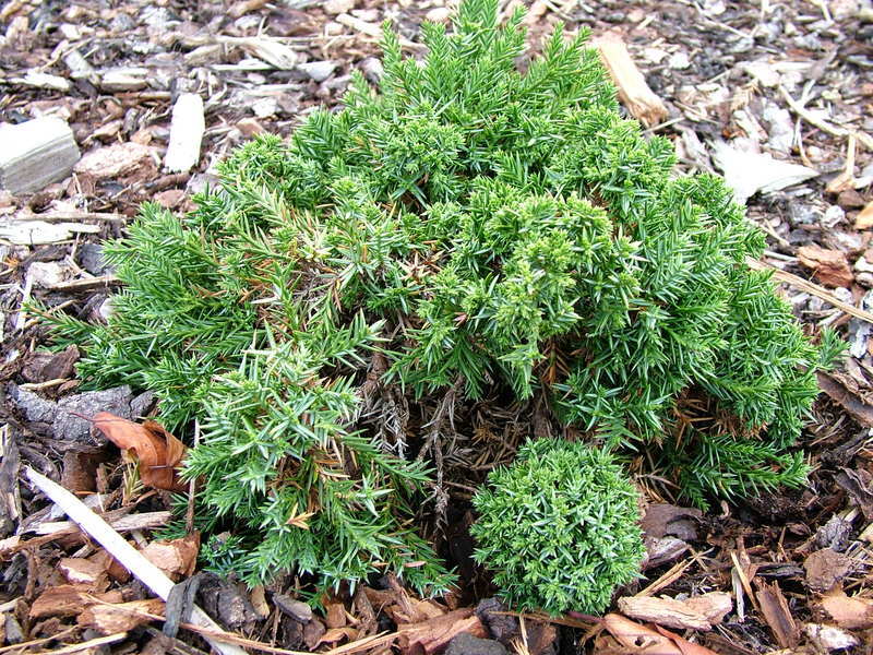 Juniperus chinensis 