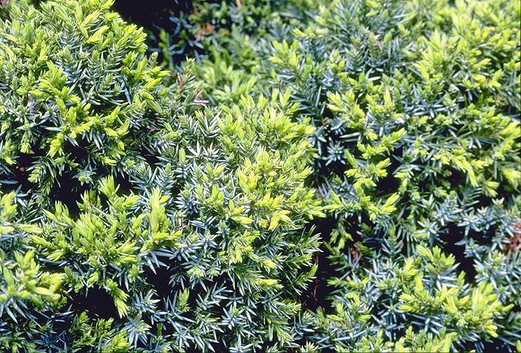 Juniperus communis 