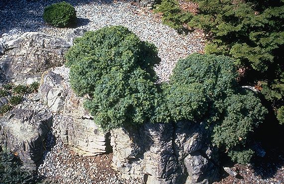 Juniperus communis 