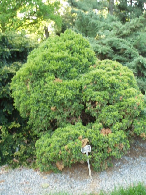 Juniperus communis 