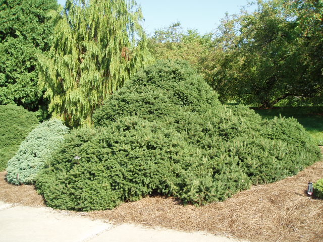 Picea abies 
