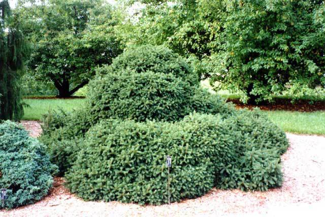 Picea abies 