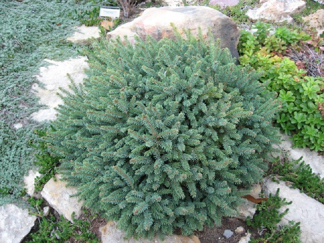 Picea glauca 