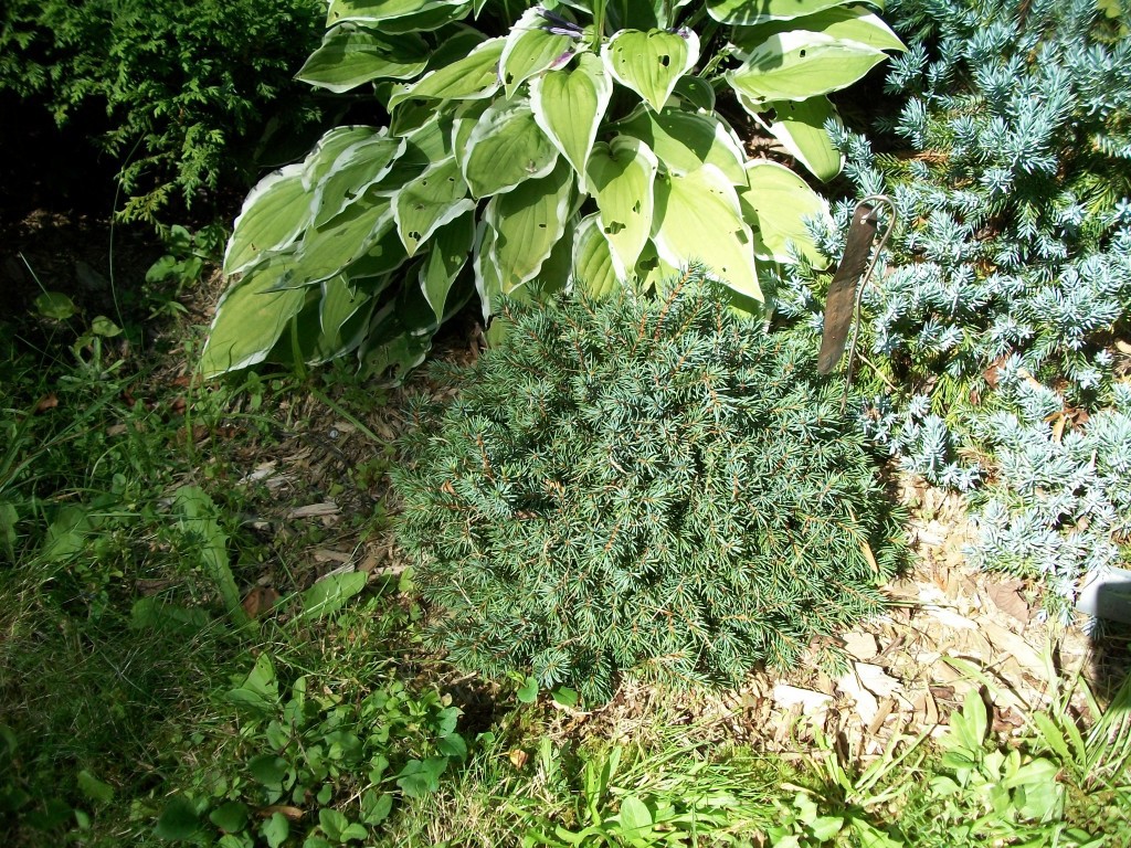 Picea glauca 