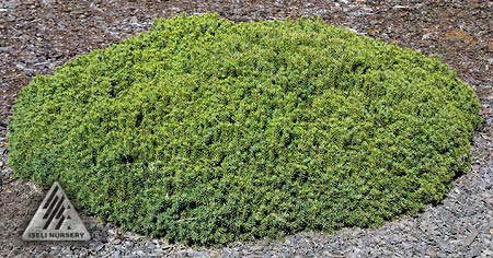 Picea glauca 